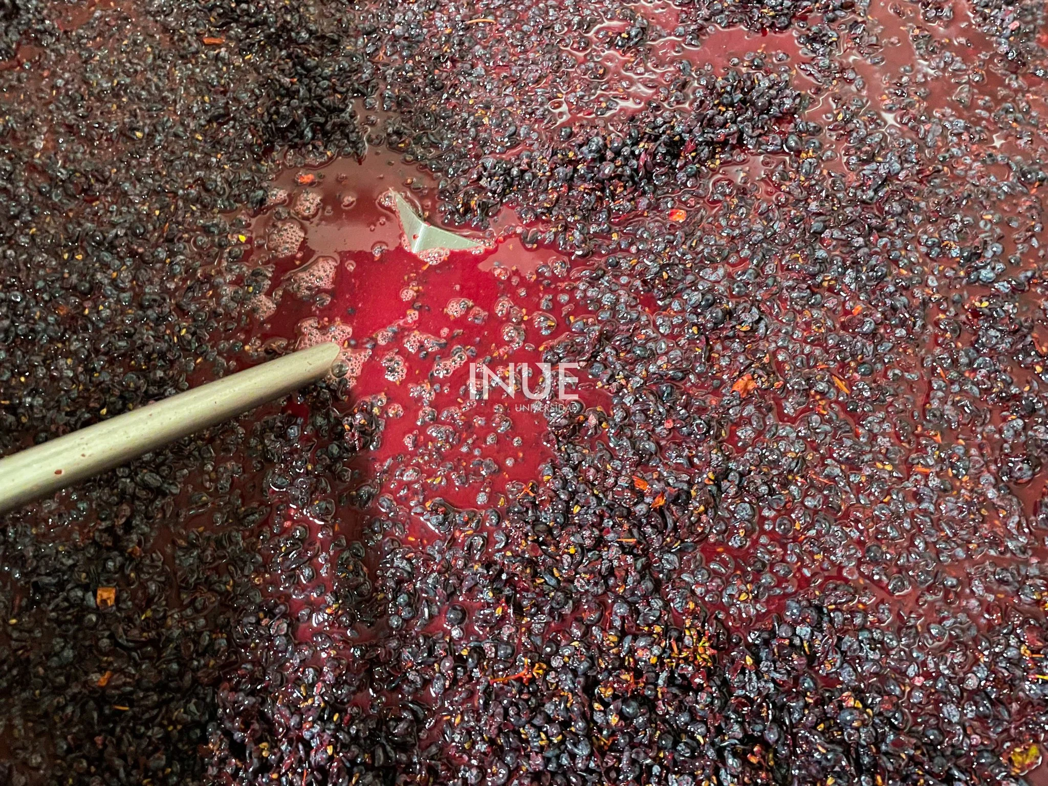 vino viticultura ensenada Baja California valle de Guadalupe enología estudiar viticultura licenciatura cursos diplomados Baja California
