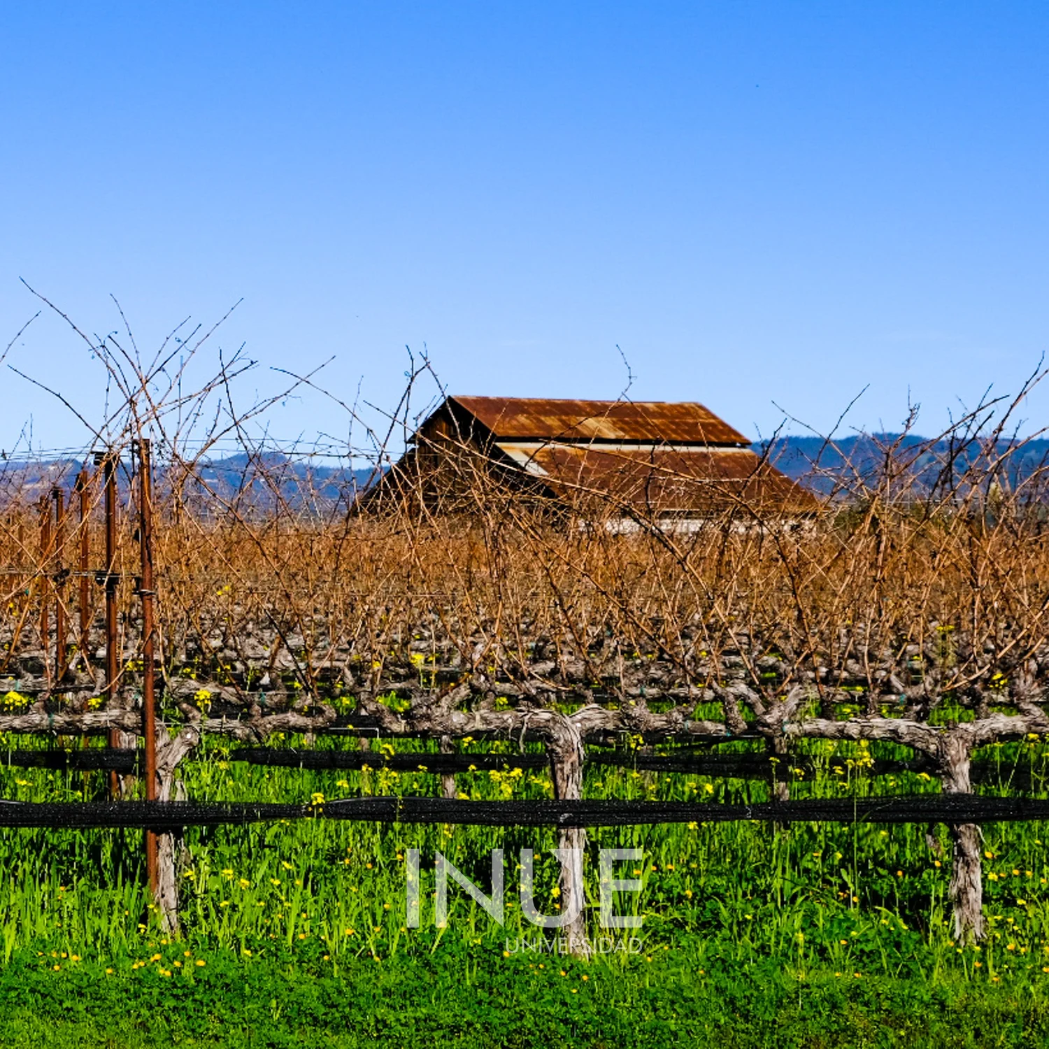Primavera en el viñedo